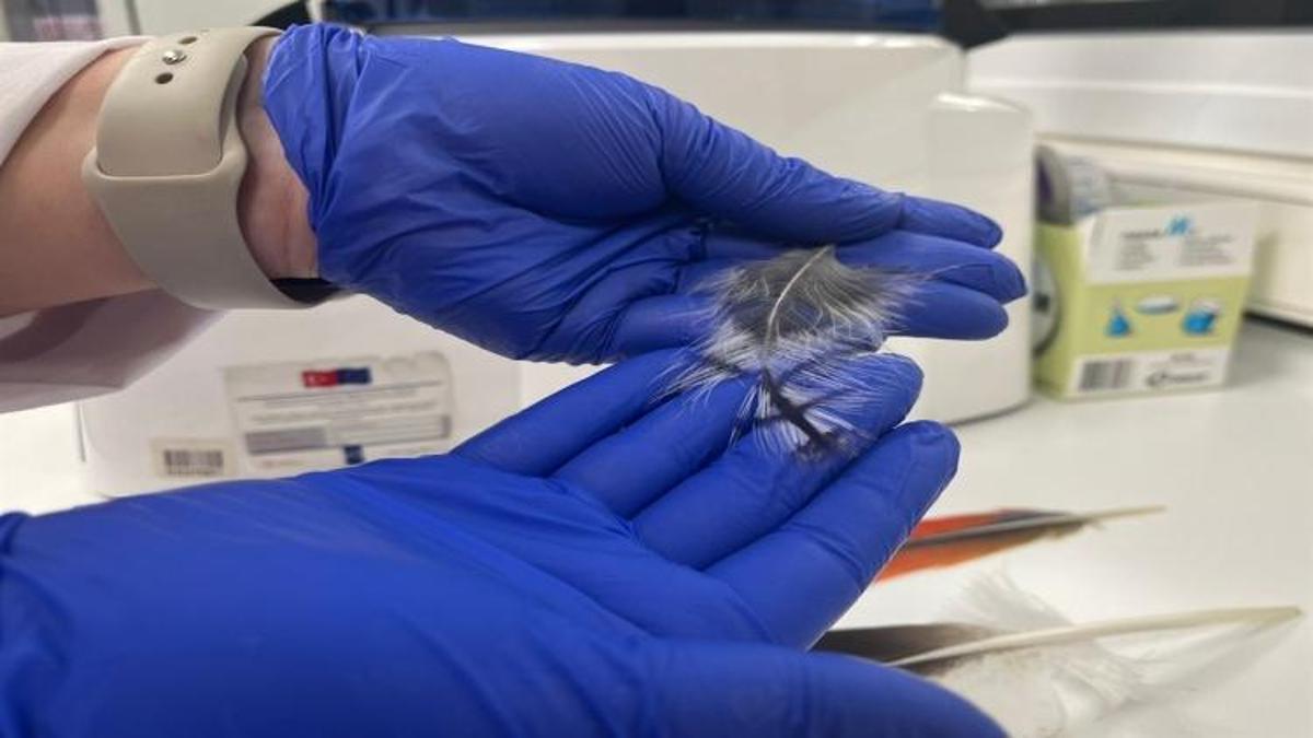 Yaralı kırlangıçlara implantasyon eli: Doğaya döndürülüyor!