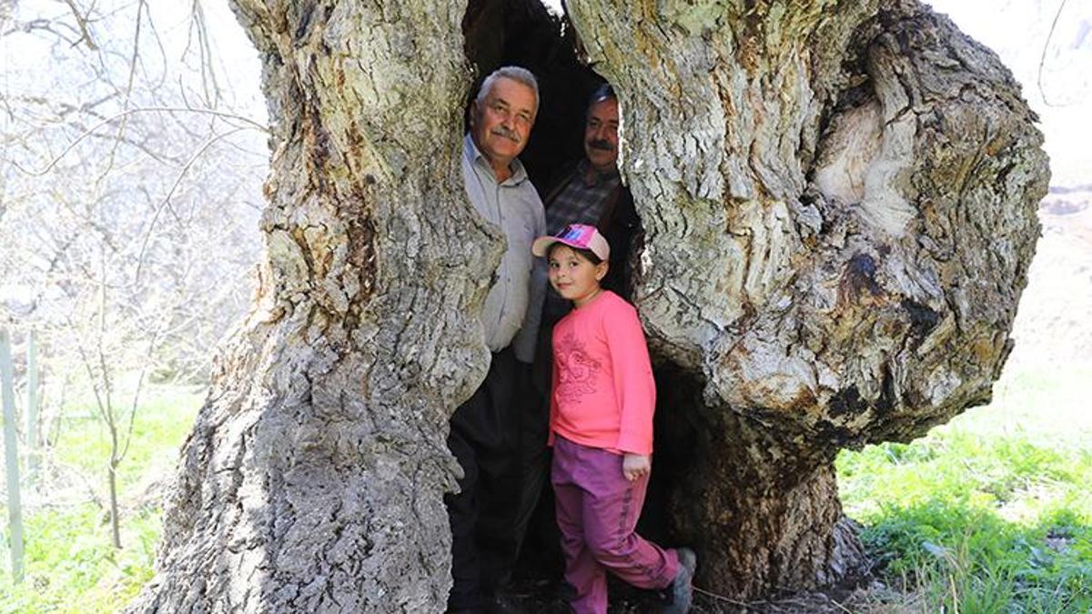 Sosyal medyada bu ceviz ağacı konuşuluyor! Hakkari'de kovuğuyla dikkat çeken asırlık ağaç ziyaretçi akınına uğruyor