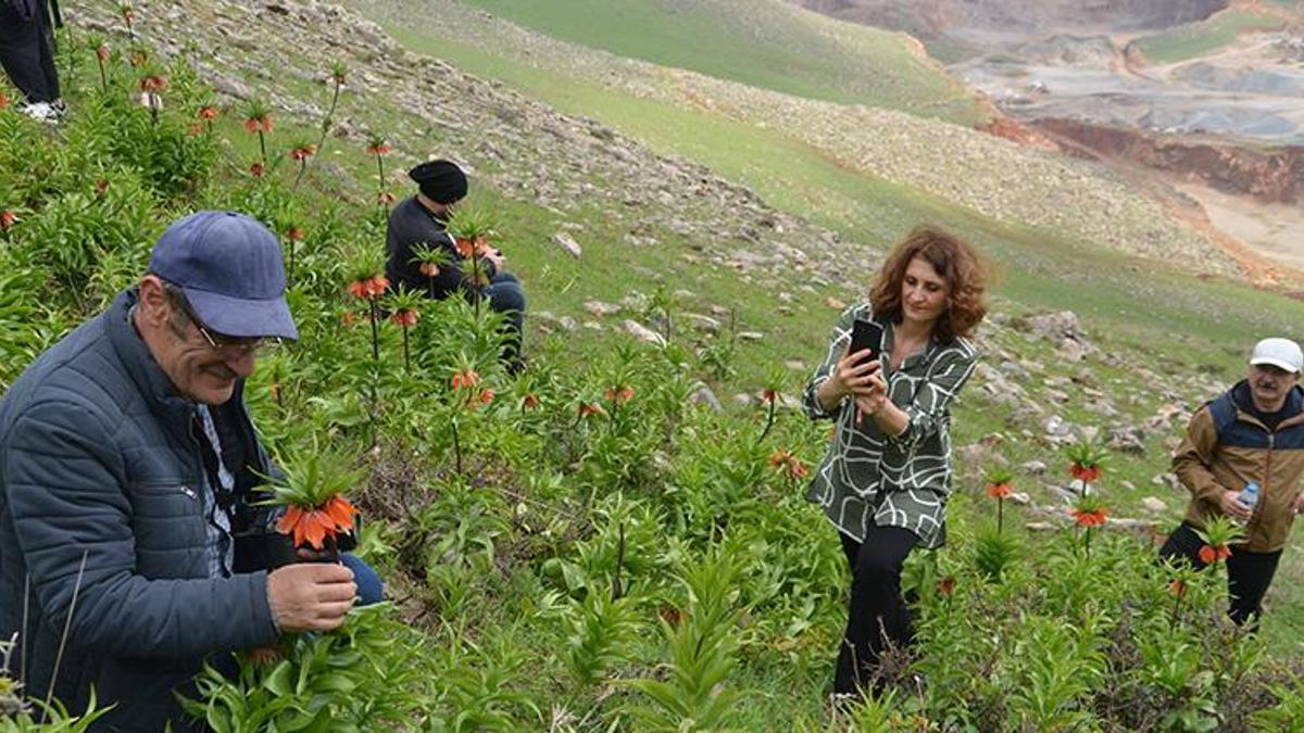 1800 rakımda yetişiyor, sadece 1 aylık ömrü var! Trabzon'dan Muş'a fotoğrafını çekmek için geldiler