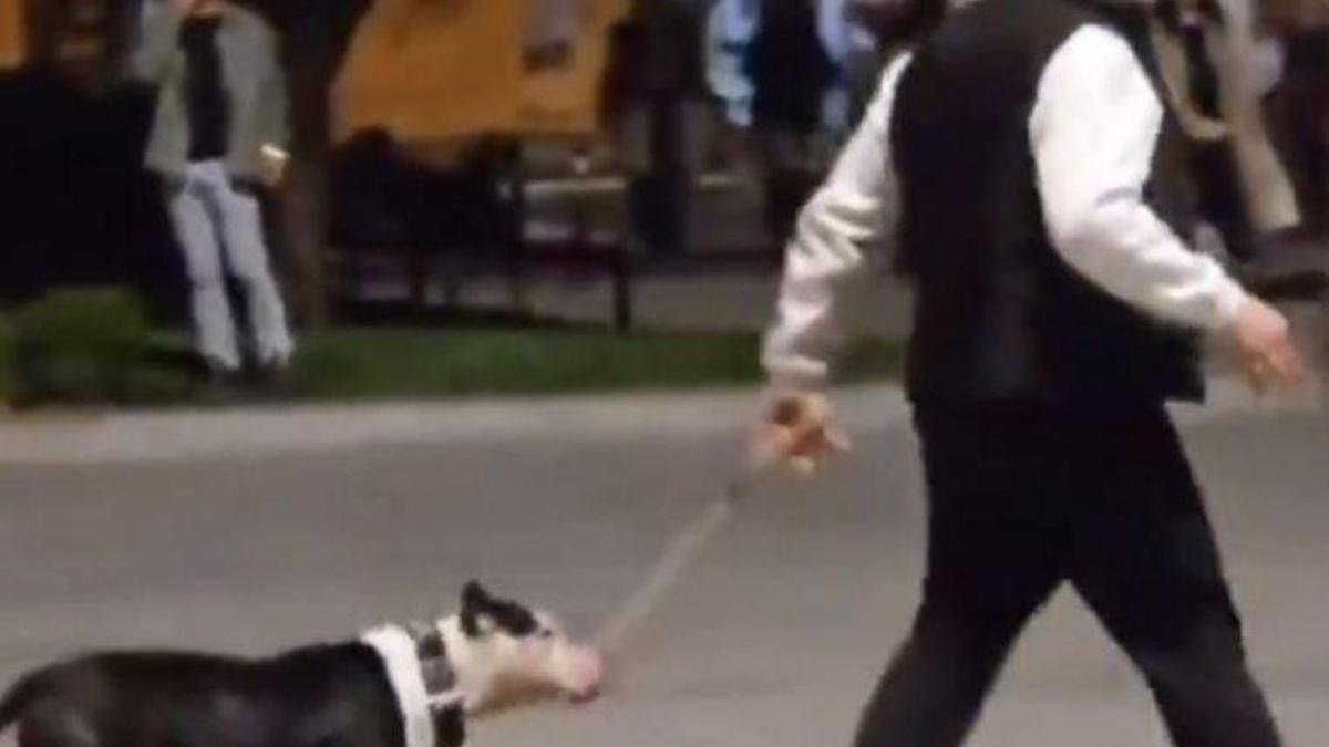 İstanbul - Bakırköy'de ağızlıksız gezdirilen pitbull köpeğe saldırdı; sahibine 76 bin lira ceza