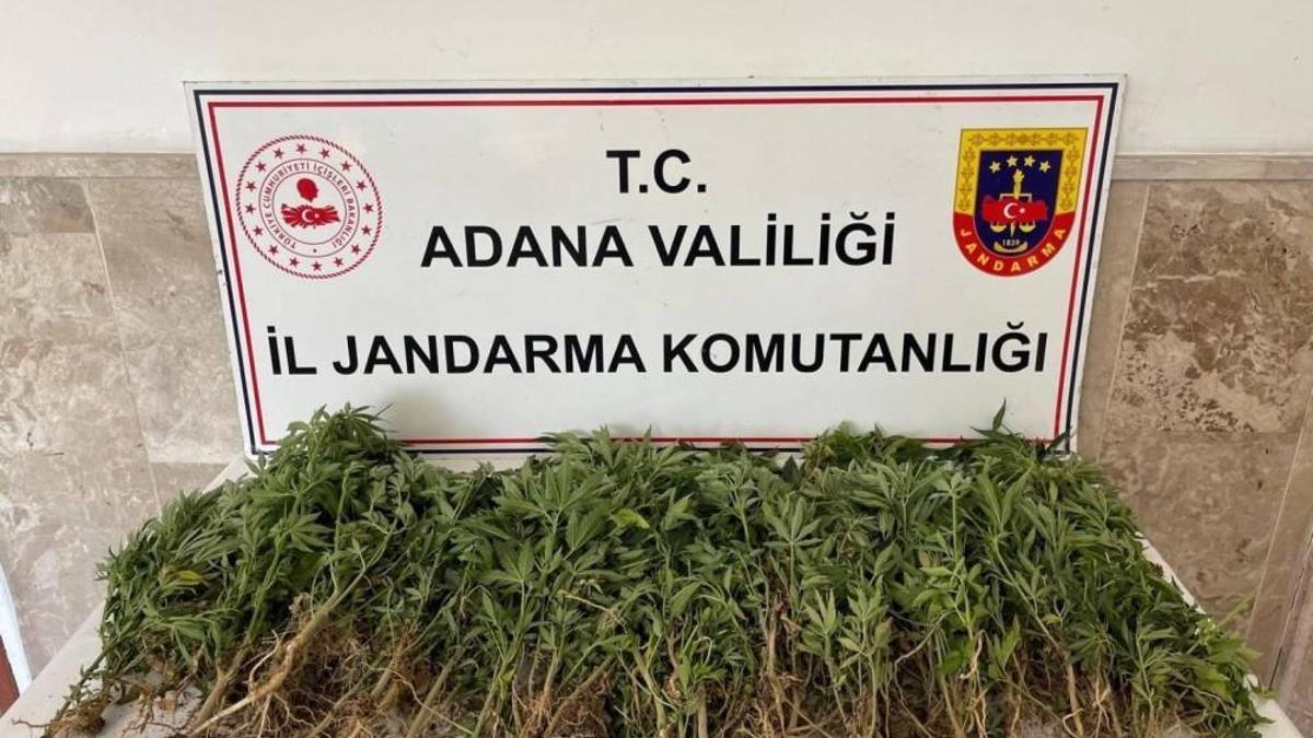 Ceyhan'da 712 kök kenevir ele geçirildi