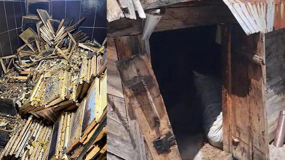 Rize'de kış uykusundan uyanan ayılar 30 eve zarar verdi