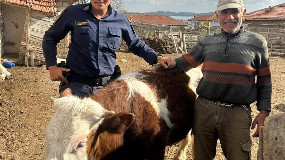 Kırşehir'de Büyükbaş Hayvan Kayboldu, Jandarma Buldu