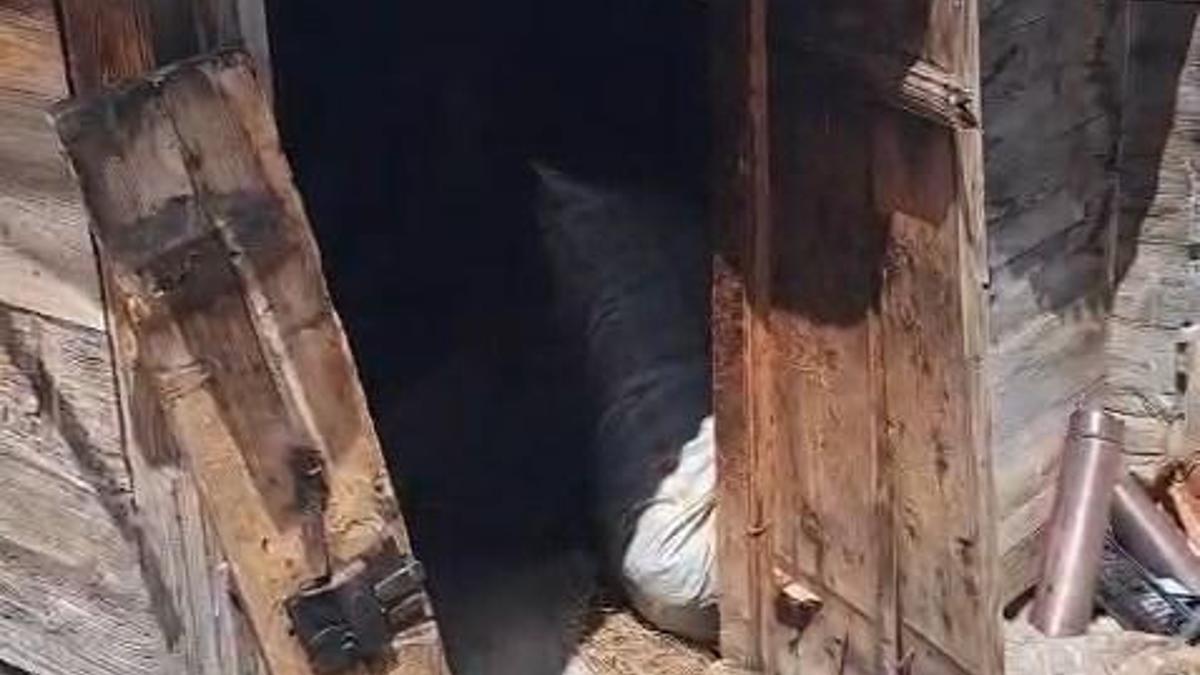Rize'de Kış Uykusundan Uyanan Ayılar 30 Eve Zarar Verdi