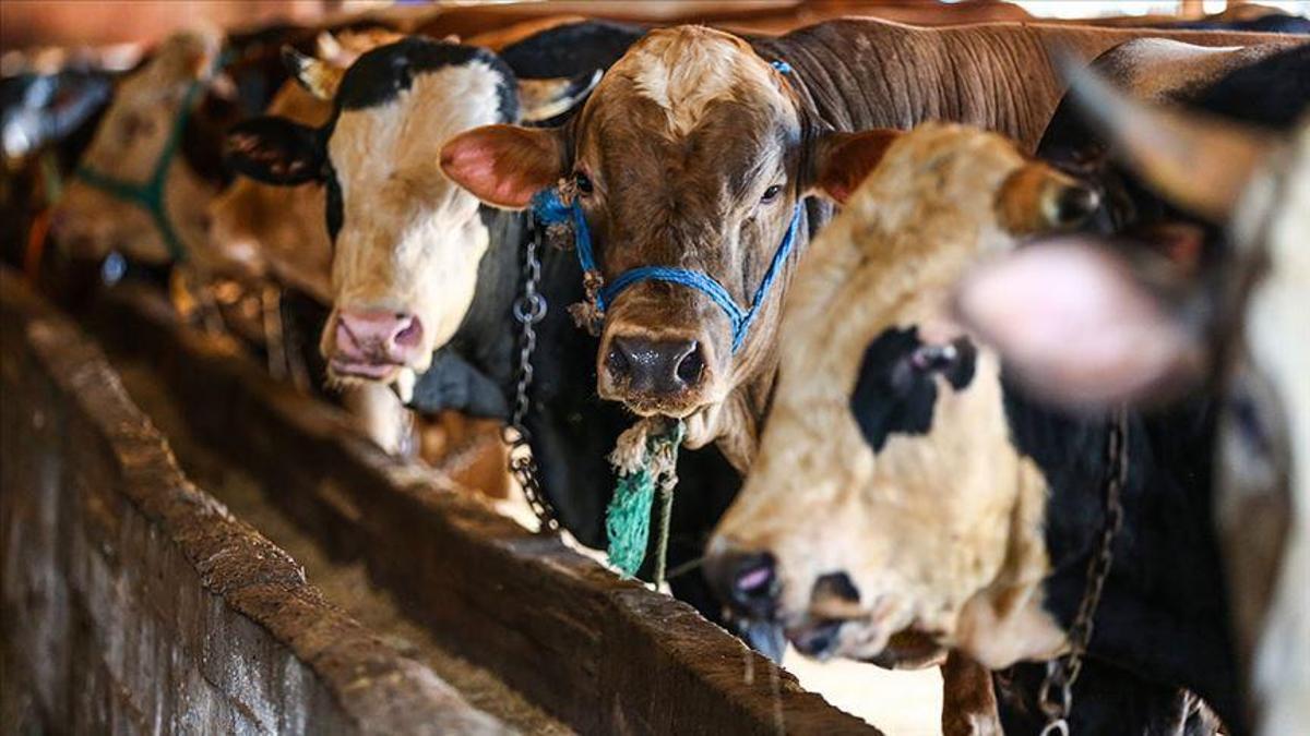 Kurban Bayramı yaklaşıyor! Kurbanlık hisse fiyatları açıklandı