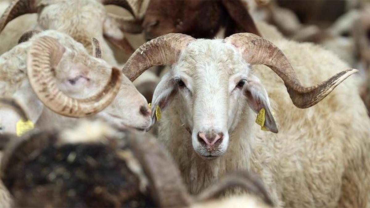 Türk Kızılay'ın vekaletle kurban kesim fiyatı belli oldu