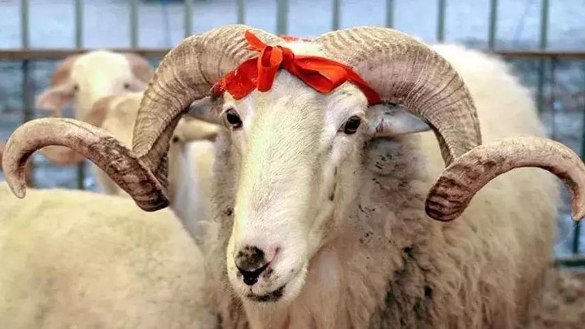 Türk Kızılay'ın vekaletle kurban kesim fiyatı belli oldu