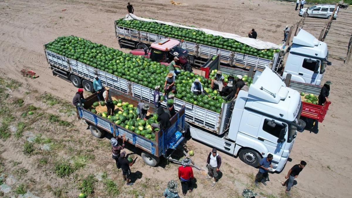 Türkiye'de ilk hasadı burada yapılıyor, üretimin yüzde 25'ini karşılıyor! Kilosu 10 liradan satışa çıkacak