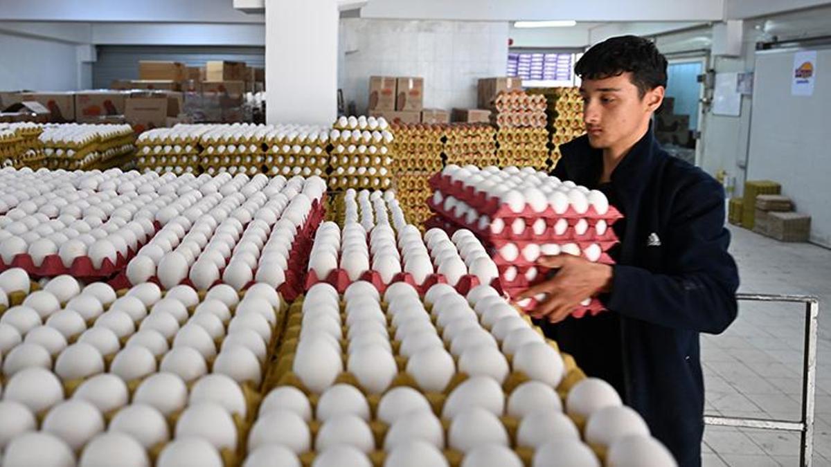 Uygulamalar işe yaradı! Yumurta fiyatları yüzde 50 oranında düştü