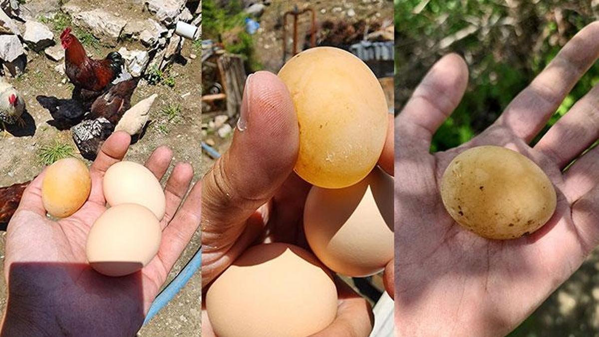 Sabah kümese gitti, bu yumurtayı görünce gözlerine inanamadı