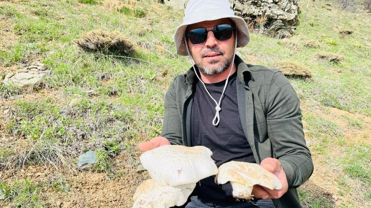 Erzincan'da 2 bin rakımın üzerinde yetişen mantarları topluyorlar