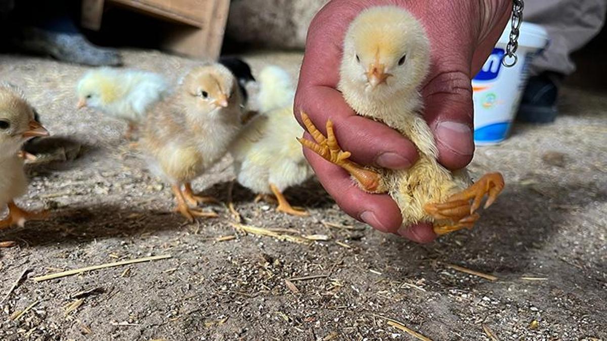 'İlk kez böyle bir durumla karşılaştı' Yumurtadan çıkan civcivi görenler şaştı kaldı