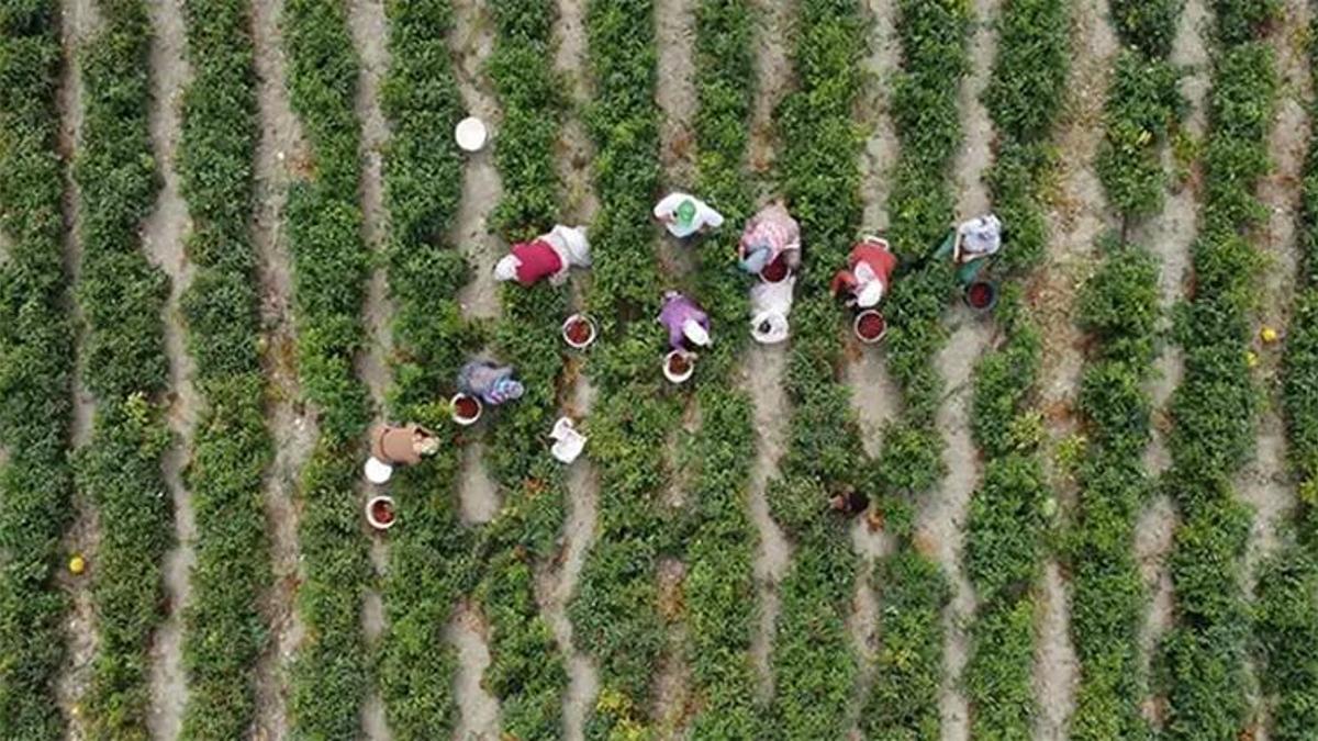 Çiftçilere destek ödemesi bugün hesaplara aktarılacak