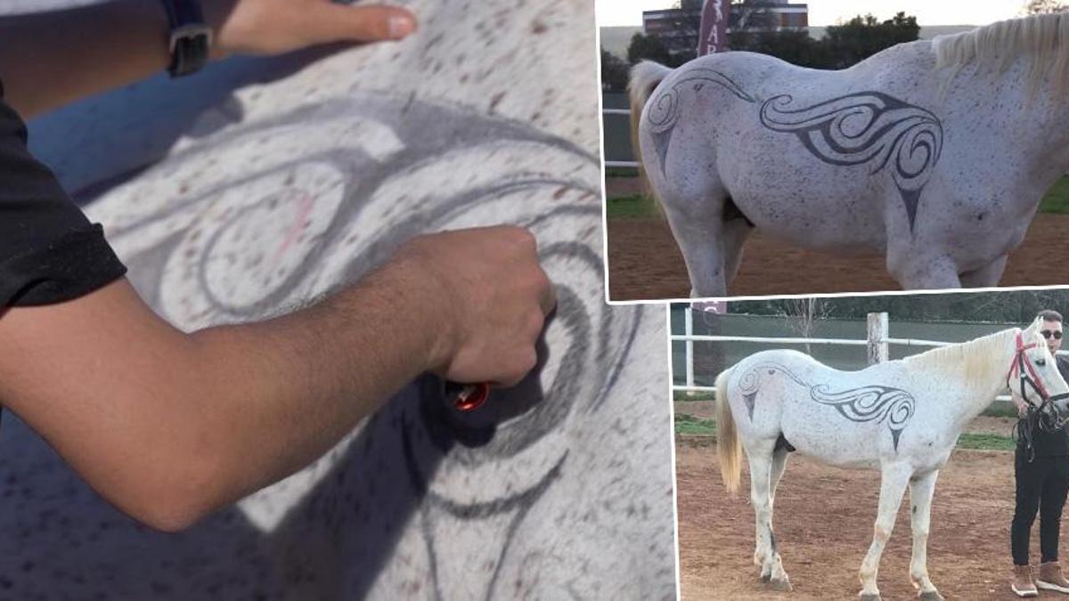 Türkiye'de bir ilk! Denizlili kuaför sosyal medyadan esinlenerek at üzerine sanat eseri ortaya çıkardı