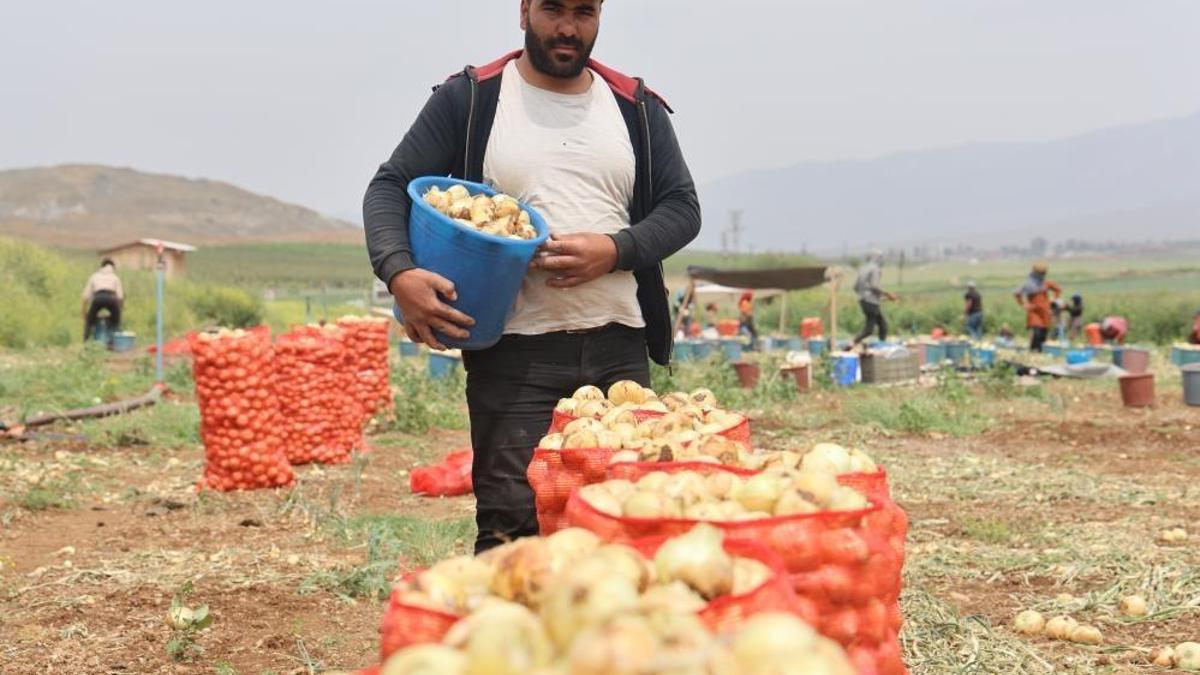 Sofraların vazgeçilmezinde hasat başladı! Tarlada 7 lira markette 30 lira