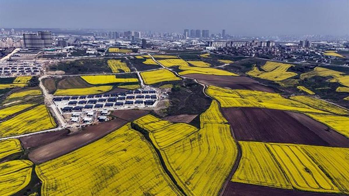 İstanbul Büyükçekmece kanola tarlaları ile süslendi