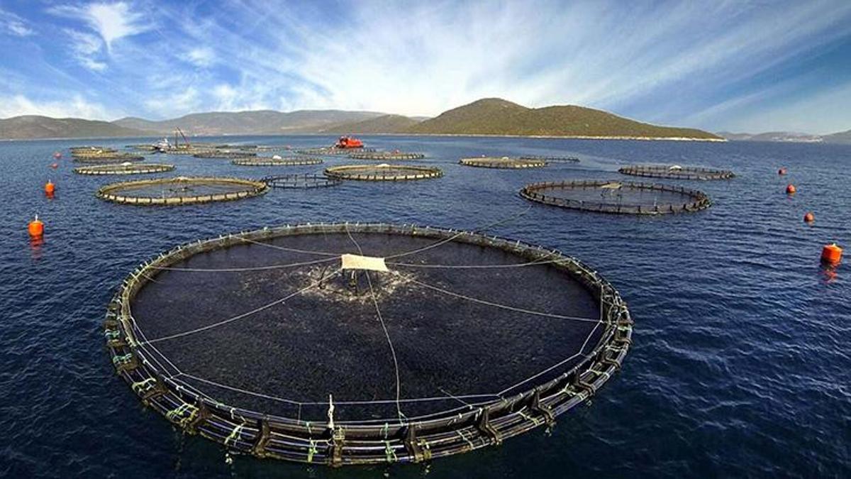 Prof. Dr. Dinçer: Kültür balıkları en güvenilir gıdalar arasında, olumsuz algıların ortadan kaldırılması gerekiyor