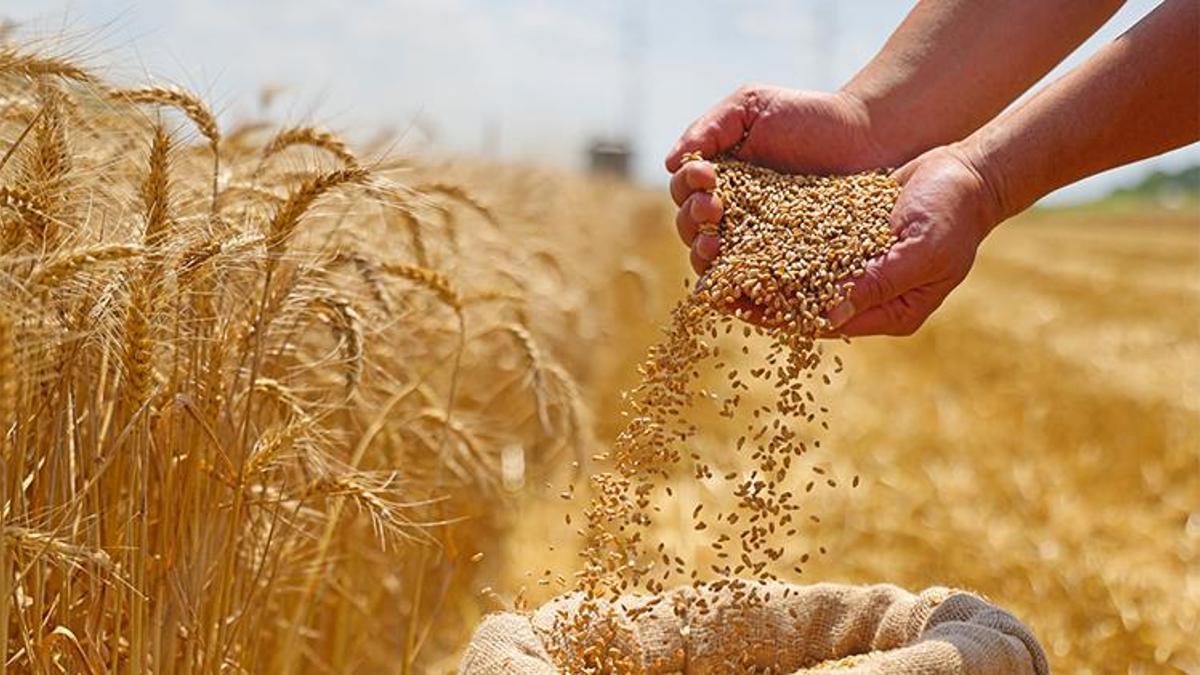 Buğday ve arpa alımları için tarih belli oldu! e-Devlet üzerinden yapılacak