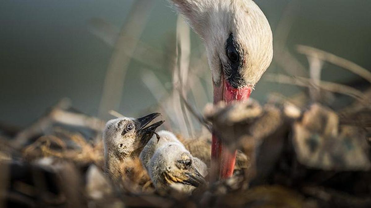 Yaren leyleğin 4 yavrusu oldu! Yavrular kendini göstermeye başladı