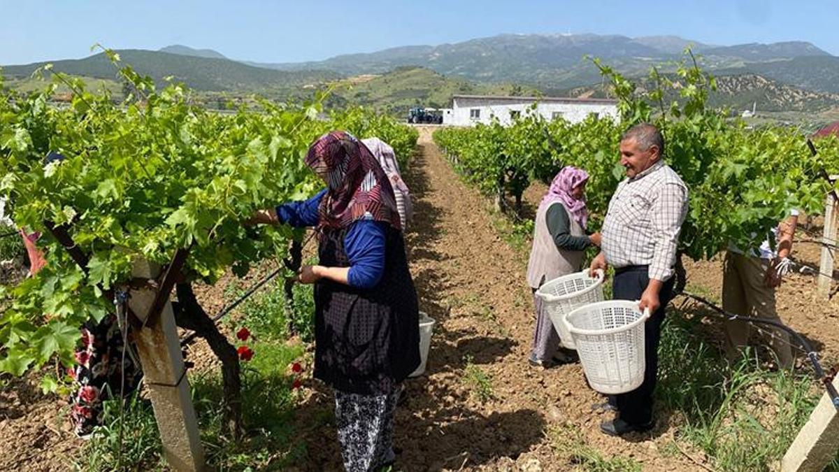 Manisa'da hasat başladı! Kilosu 70 TL, yaprağı meyvesinden daha kârlı