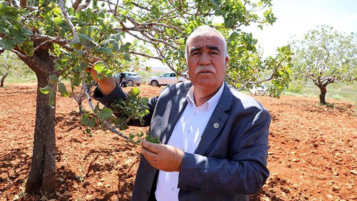 Güneydoğu'da Antep fıstığını don vurdu! Etkisi 3 yıl sürecek