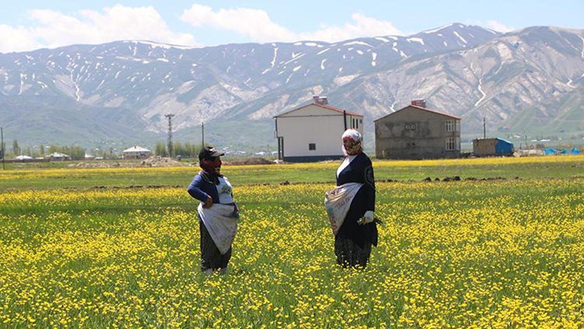 Hakkari'ye bahar geldi! Kadınlar ovaya çıkıp pancar otu toplamaya başladı