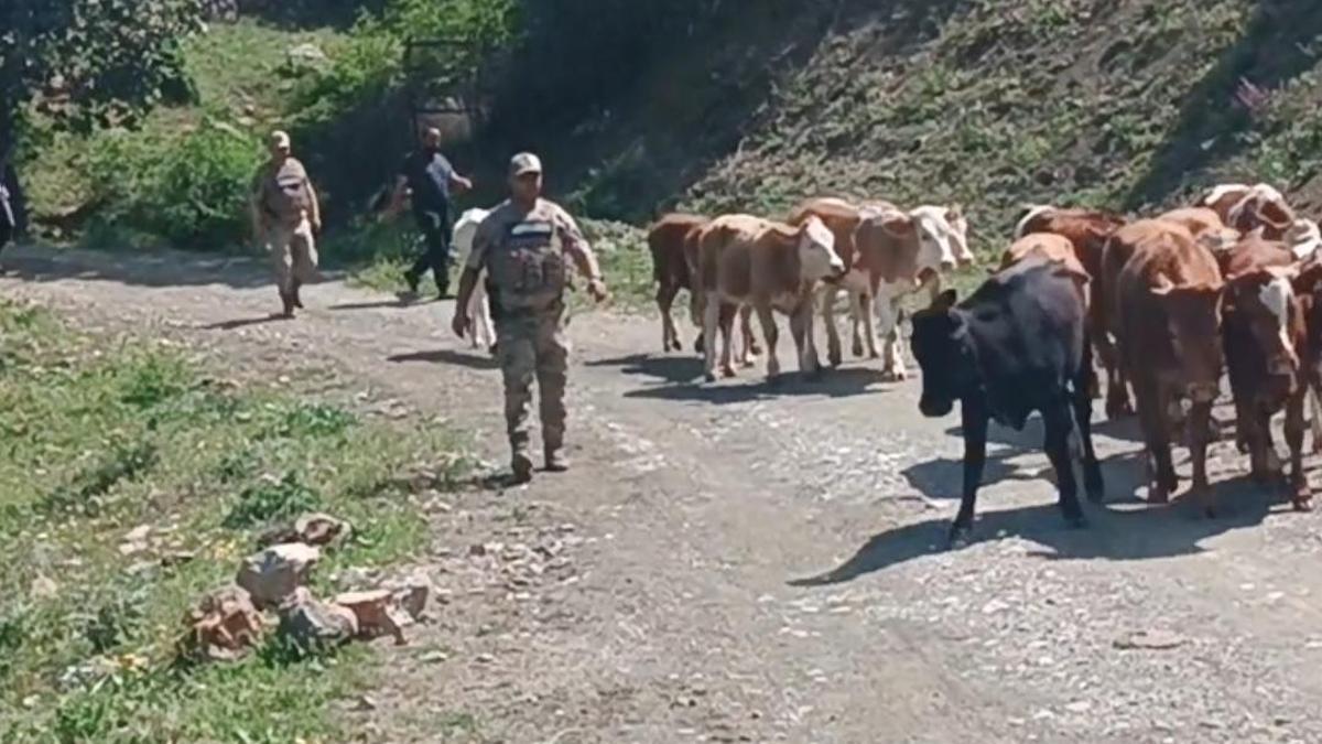 Batman’da ağıldan kaçan 15 inek bulundu