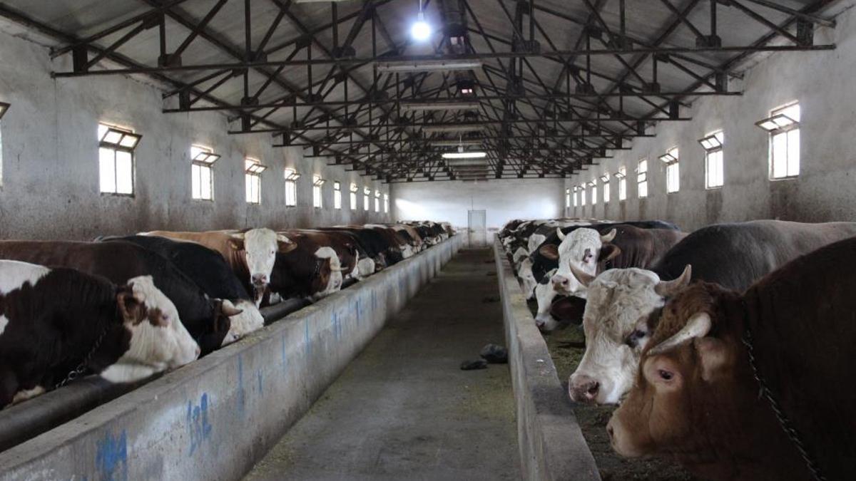 Kurbanlar pazara girdi! Fiyatlar belli oldu