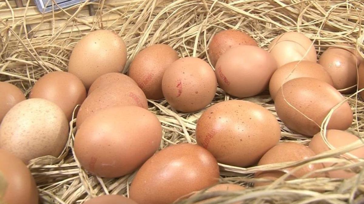 Mart ayında tavuk yumurtası üretimi azaldı, tavuk eti üretimi arttı