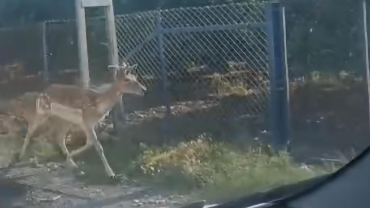 Hatay'da alageyik görüldü