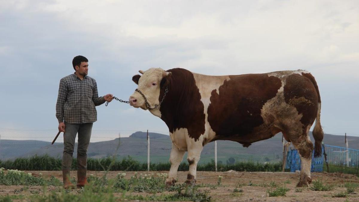 Kurban Bayramı yaklaşırken piyasalar hareketlendi! 1 ton 250 kilogramlık Tosun'un fiyatı dudak uçuklatıyor
