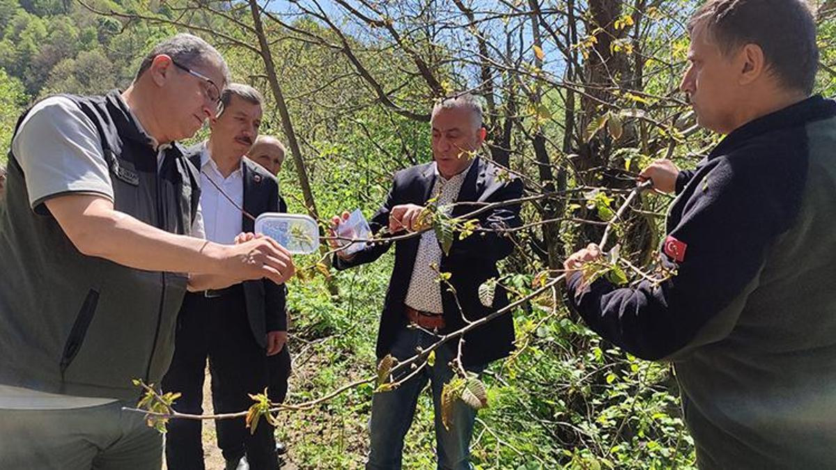 Samsun'da üreticileri çileden çıkardı! Bakanlık harekete geçti: 2.500 tanesi doğaya salındı
