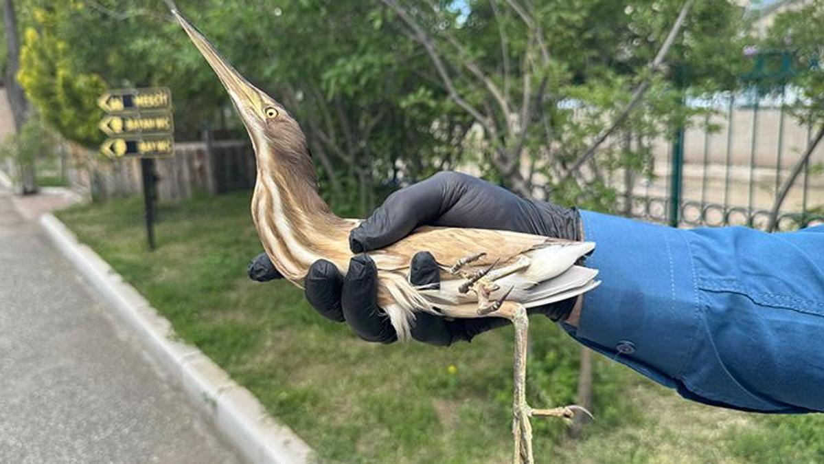 Nesli tükenme tehlikesi altında olan kuş Erzurum'da yaralı olarak görüldü