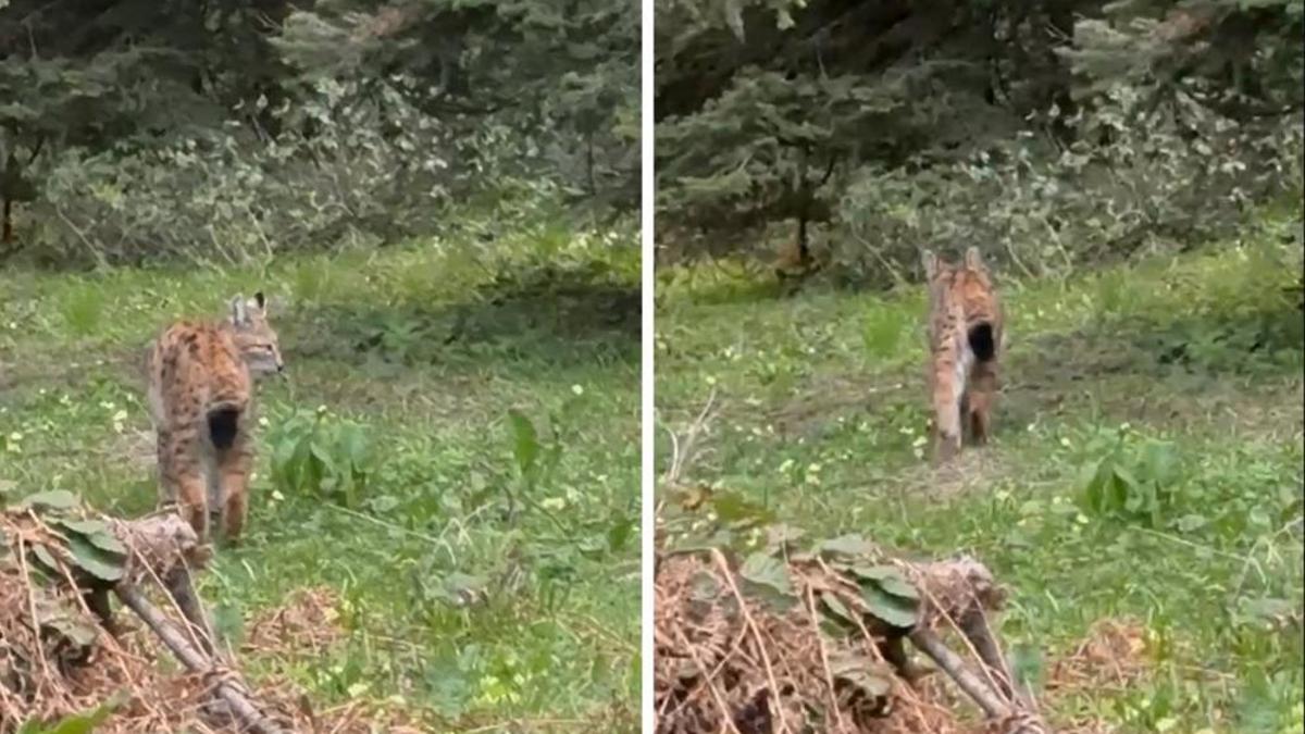 Bolu'da nesli tükenmekte olan vaşak görüntülendi