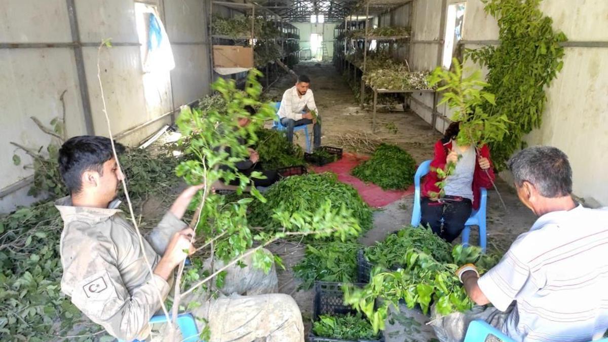 İşi Bursa'dan Batman'a taşıdılar, şimdi paraya para demiyorlar! 150 kilodan 150 bin lira gelir elde ediliyor
