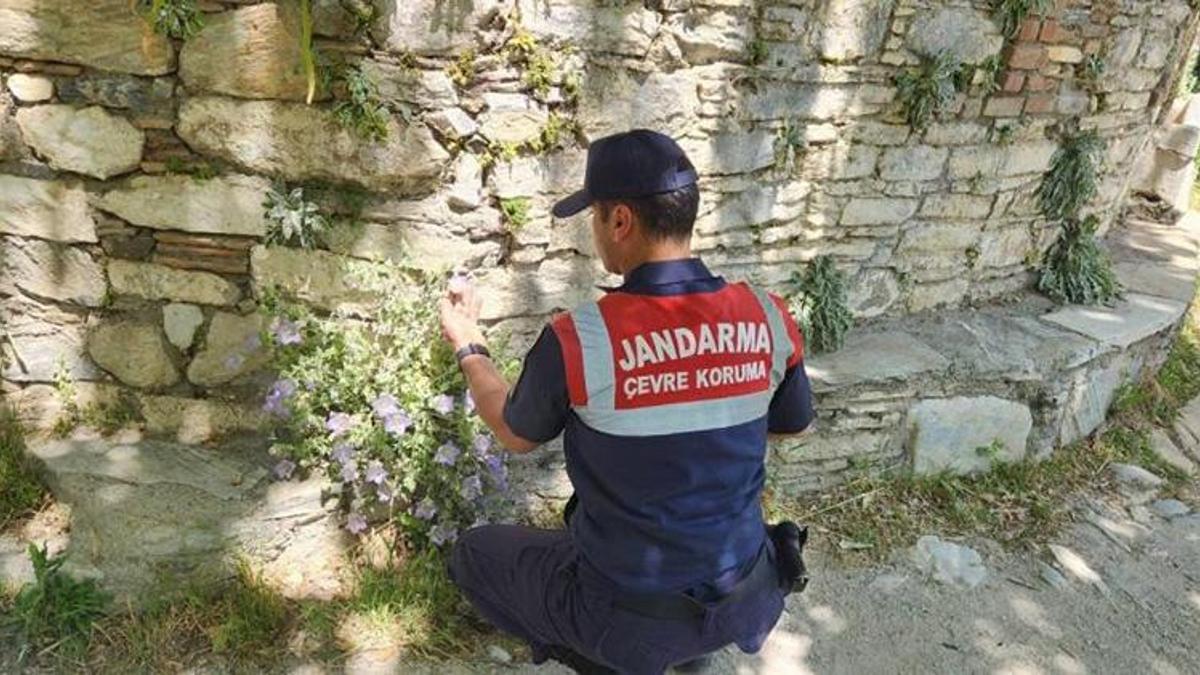Dünya'da sadece Aydın'da yetişiyor: Koparmanın cezası 557 bin lira!