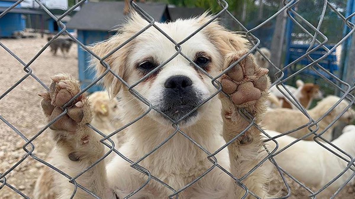 Bursa'da terkedilmiş hayvanlara müzikli terapi! 'Çalınan müzikler hayvan severleri de rahatlatıyor'