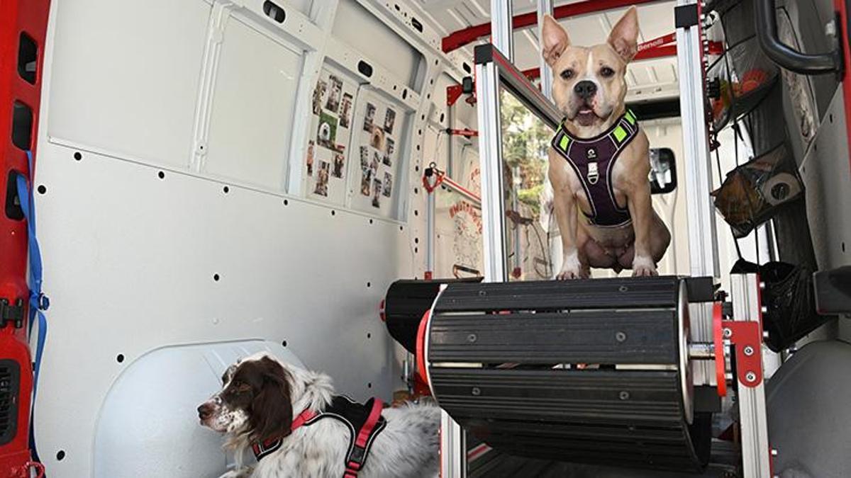 Vefat eden köpeğinin anısına, özel tasarım koşu bandıyla patili dostlarına destek oluyor