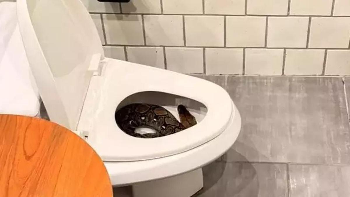 Dev piton klozetten çıktı! Banyoya giren kadın 2,5 metreyle karşılaştı