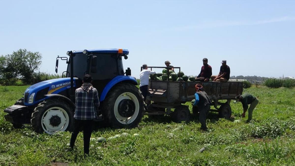 Adana'dan sonra sıra Mersin'de! Hasadı 2 hafta gecikti, fiyatı 20 lira