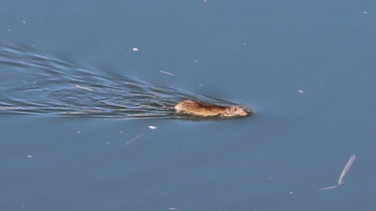 Çin'den gelip Diyarbakır'ı istila ettiler! Bilim insanları bir çare bulmak için toplandılar