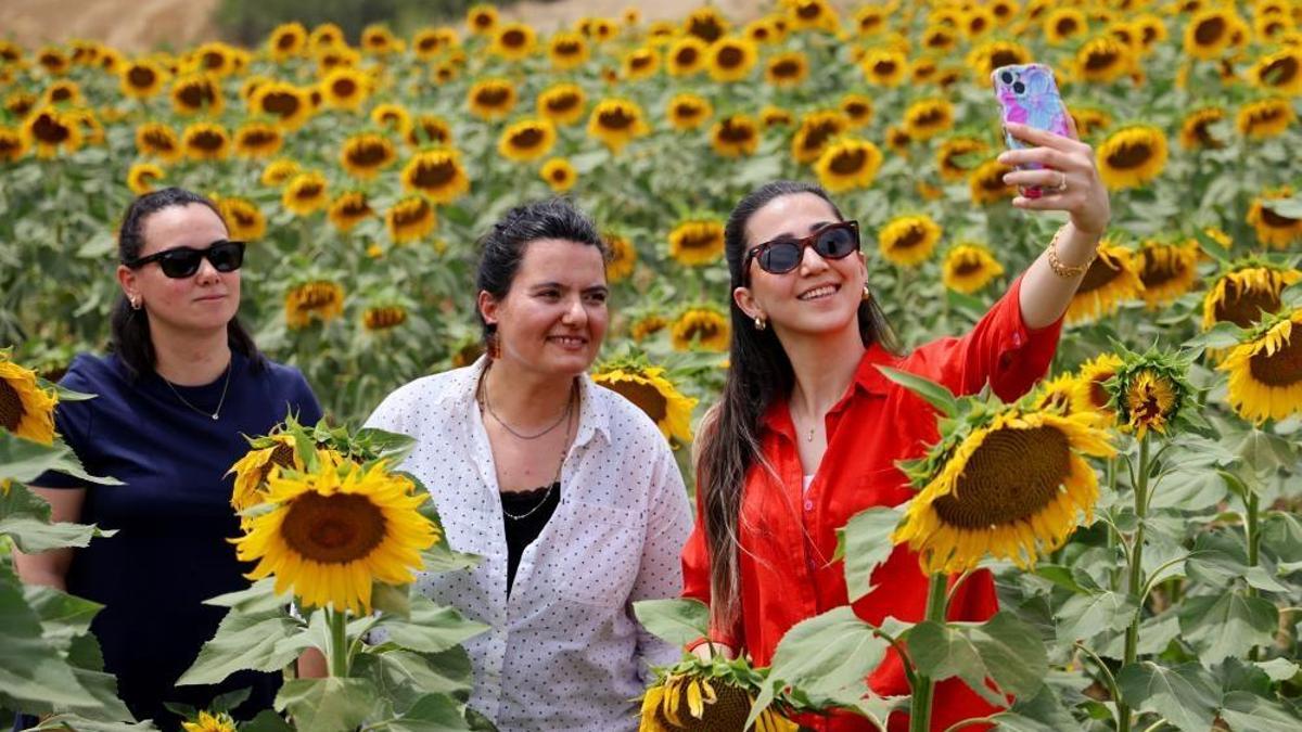 Adana'da 'günebakan'lar tarlaları sarıya boyadı! Geçen yıl 11 liraydı, bu yıl fiyat artacak