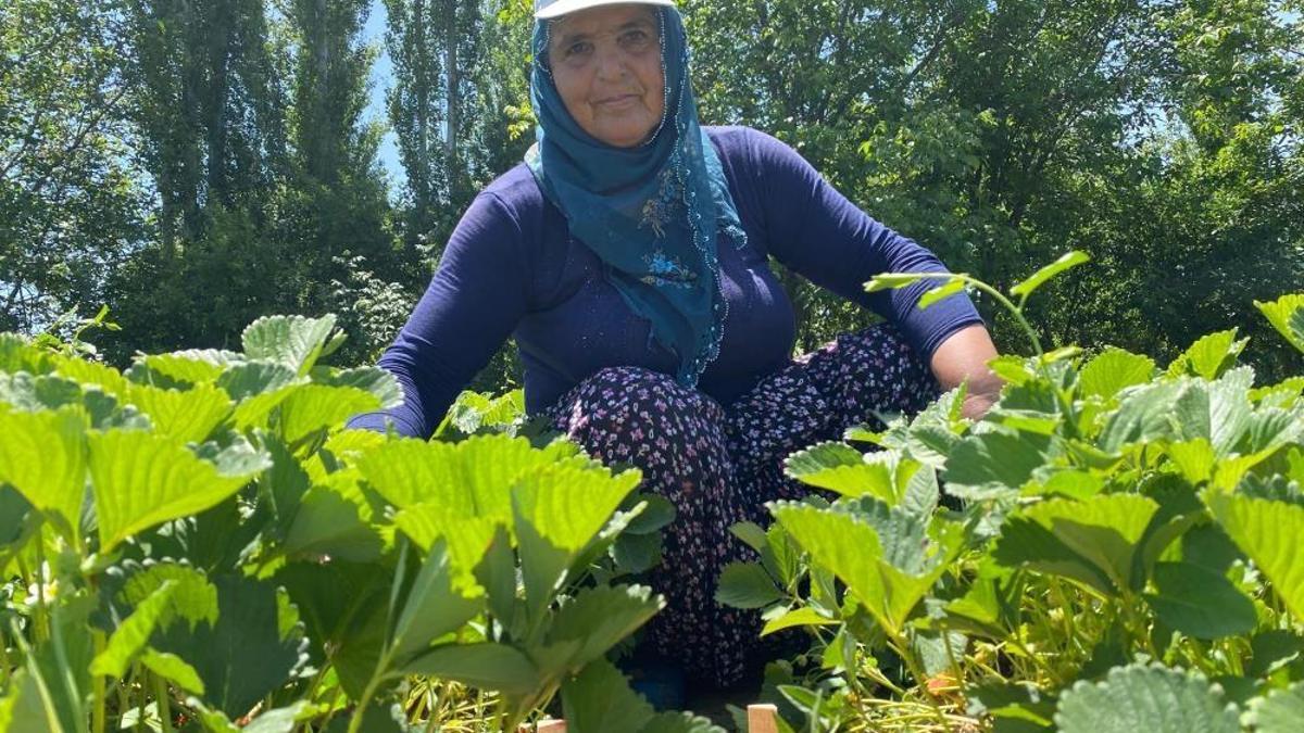 Rekolte yüzde 25 azaldı! Kilosu 90 lira ama bu meyvenin aroması bambaşka