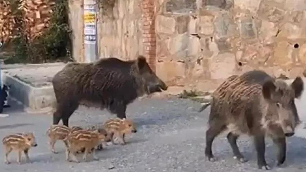 Kuşadası'nı domuzlar istila etti! Besleyenlere ceza geliyor