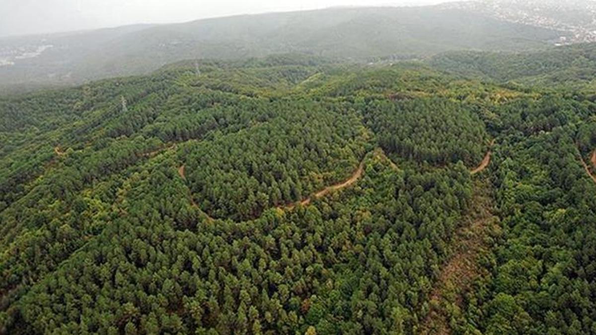 Burdur Valisi açıkladı! Ormanlık alanlara girişler yasaklandı
