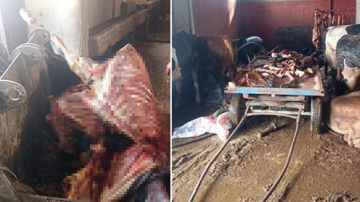 Adana'da mide bulandıran görüntü! Ekipler bastı, skandal patladı
