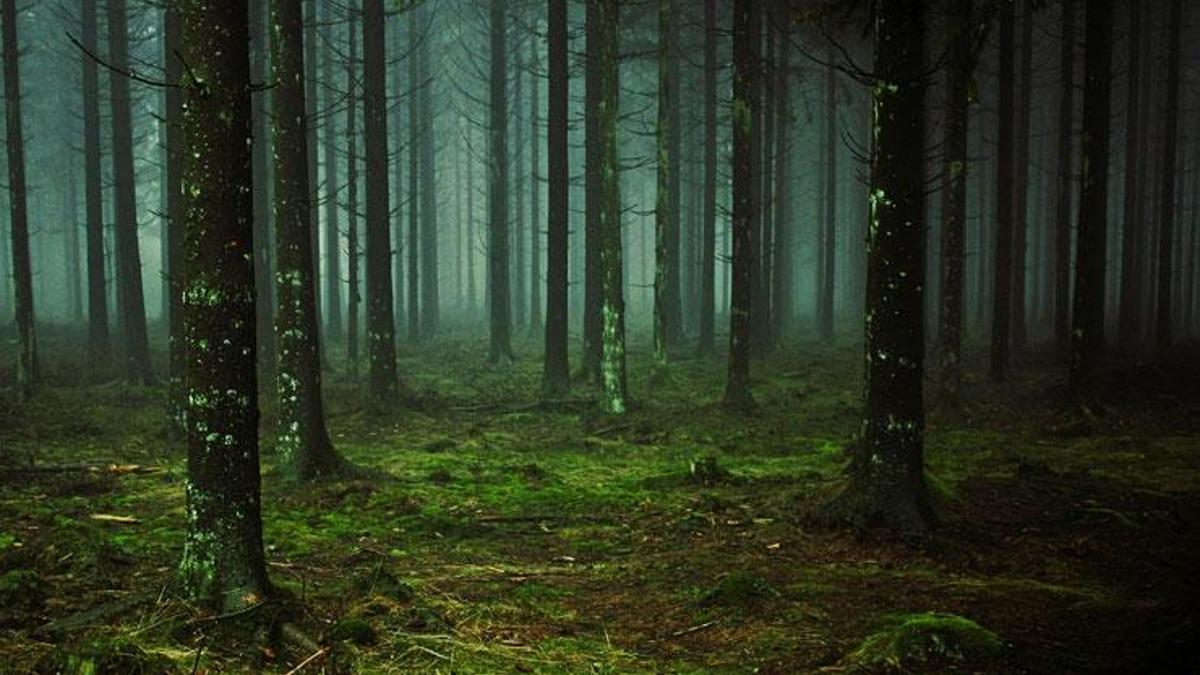 25 Mayıs’tan beri kayıp olan müzik grubu üyeleri ormanda ölü bulundu