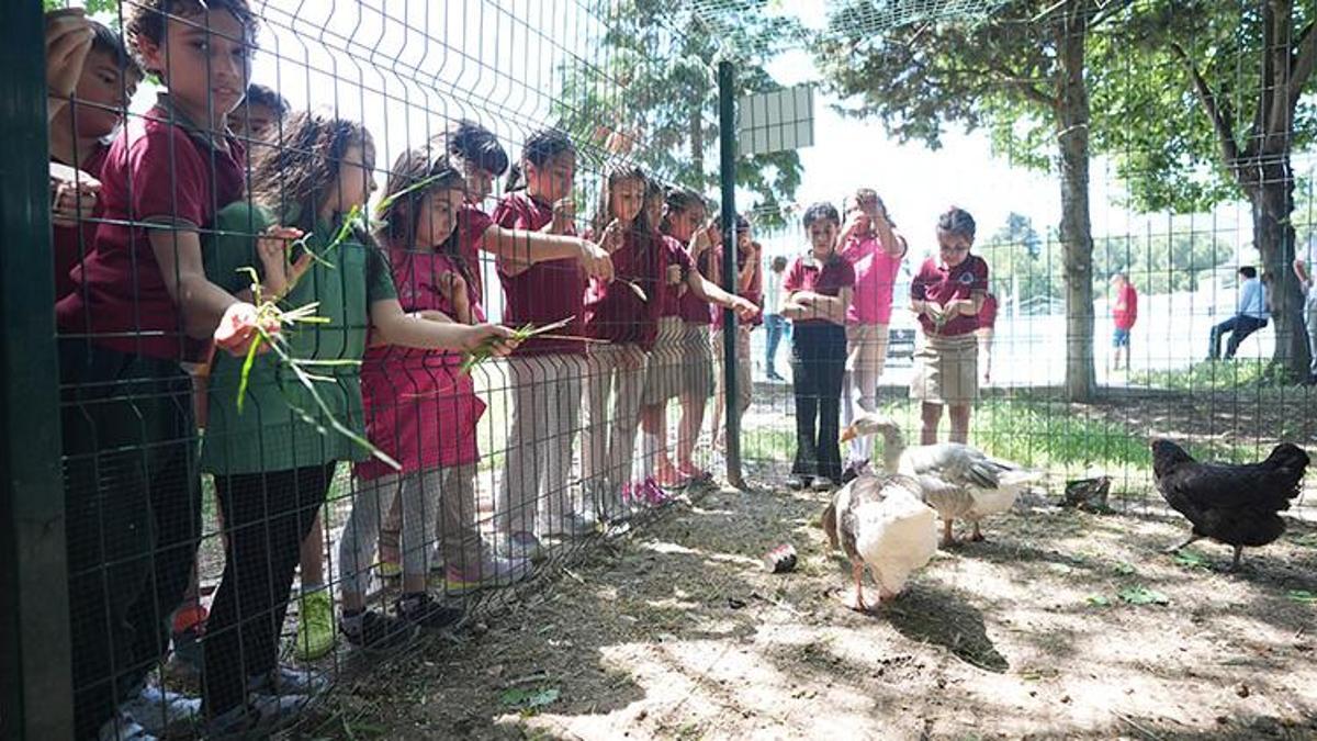 Okul müdürü sınırları yıktı okulda bir ilke imza attı! Öğrenciler hayatlarında ilk defa tavuk gördü, doğal yumurta ile tanıştı