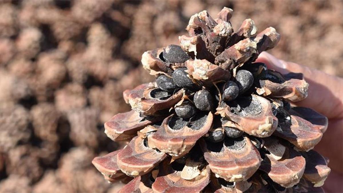 Aydın Çam Fıstığı, Avrupa Birliği tesciliyle taçlandı