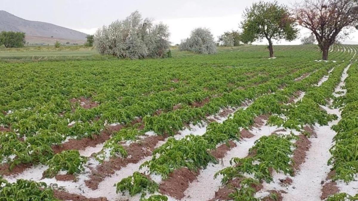 Nevşehir'de tarımı dolu ve sel vurdu!